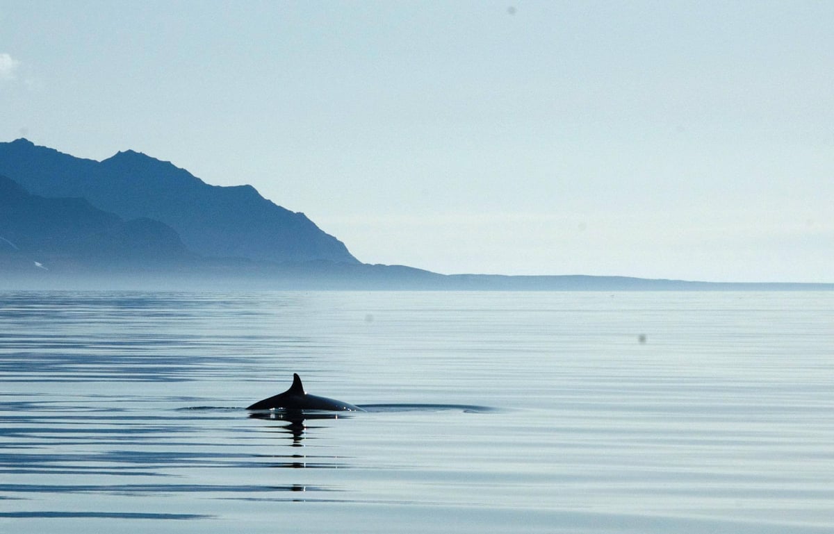 basecamp-explorer-svalbard-whale